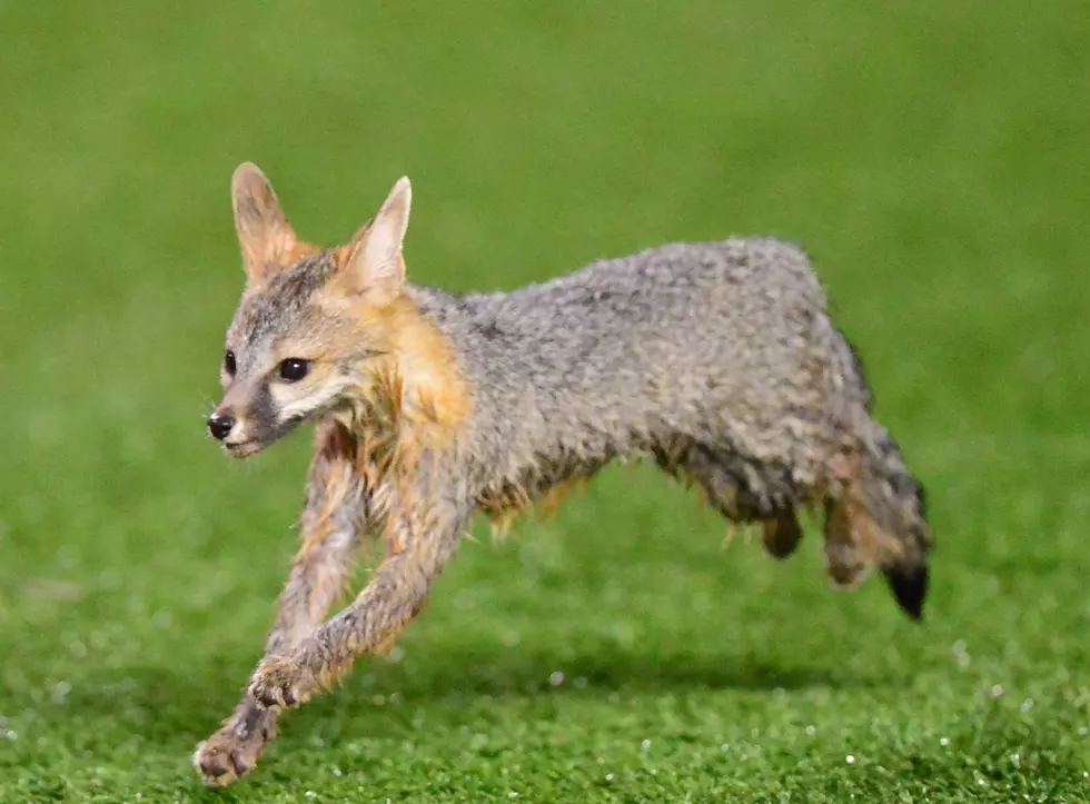 The Texas Tech Fox Has Returned [Photos]